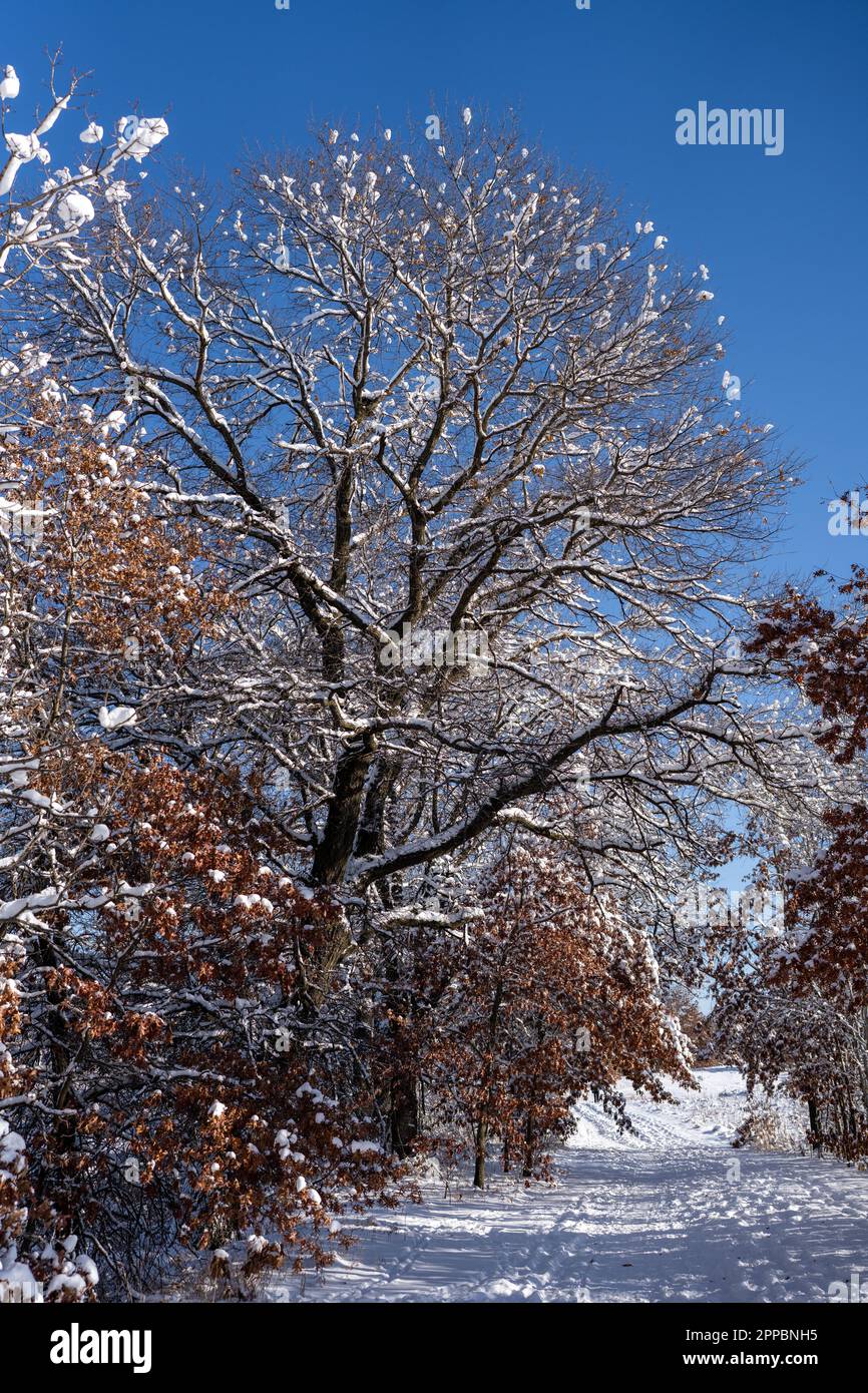 neve bagnata aggrappata agli alberi lungo un sentiero forestale Foto Stock