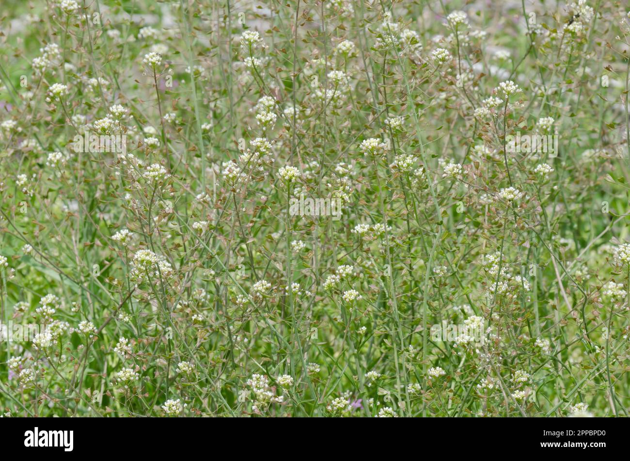 Shepherd's Purse, Capsella bursa-pastoris Foto Stock