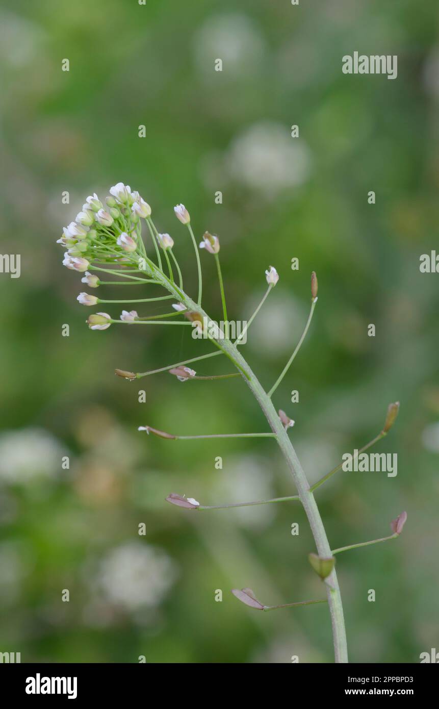 Shepherd's Purse, Capsella bursa-pastoris Foto Stock