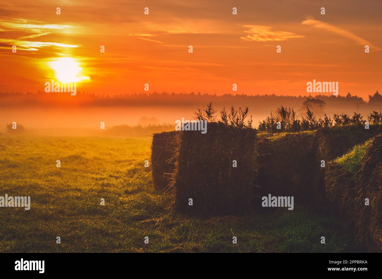 Haystacks sul campo di prima mattina. Le balle di paglia essiccazione su un prato verde nella stagione estiva durante il Sunrise, Polonia. Foto Stock