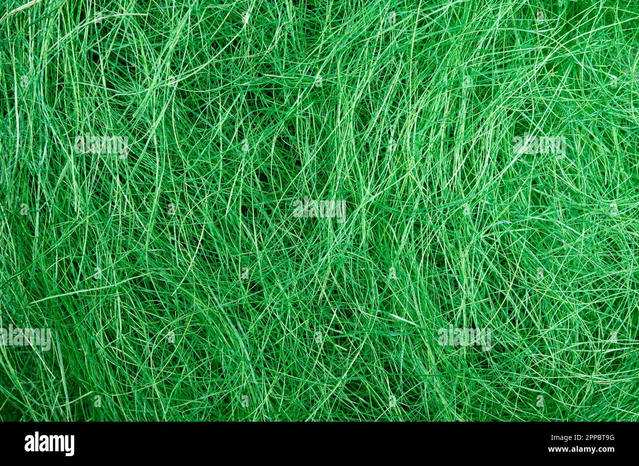 Fibra di cocco verde. Sfondo da cocco cocco. Foto Stock