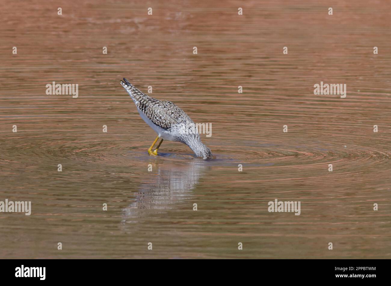 Gambaletti maggiori, melanoleuca di Tringa, foraggio Foto Stock