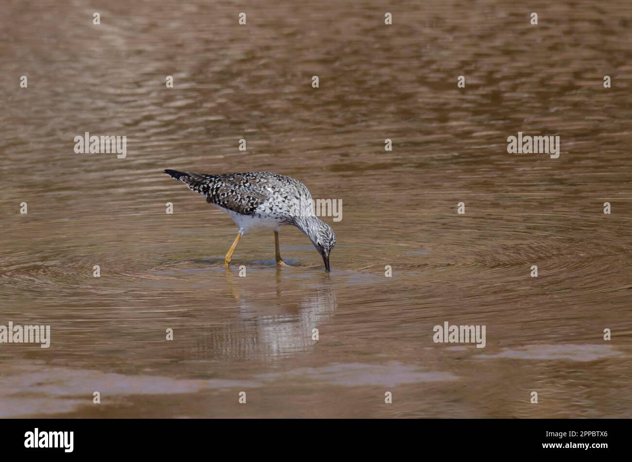 Gambaletti maggiori, melanoleuca di Tringa, foraggio Foto Stock