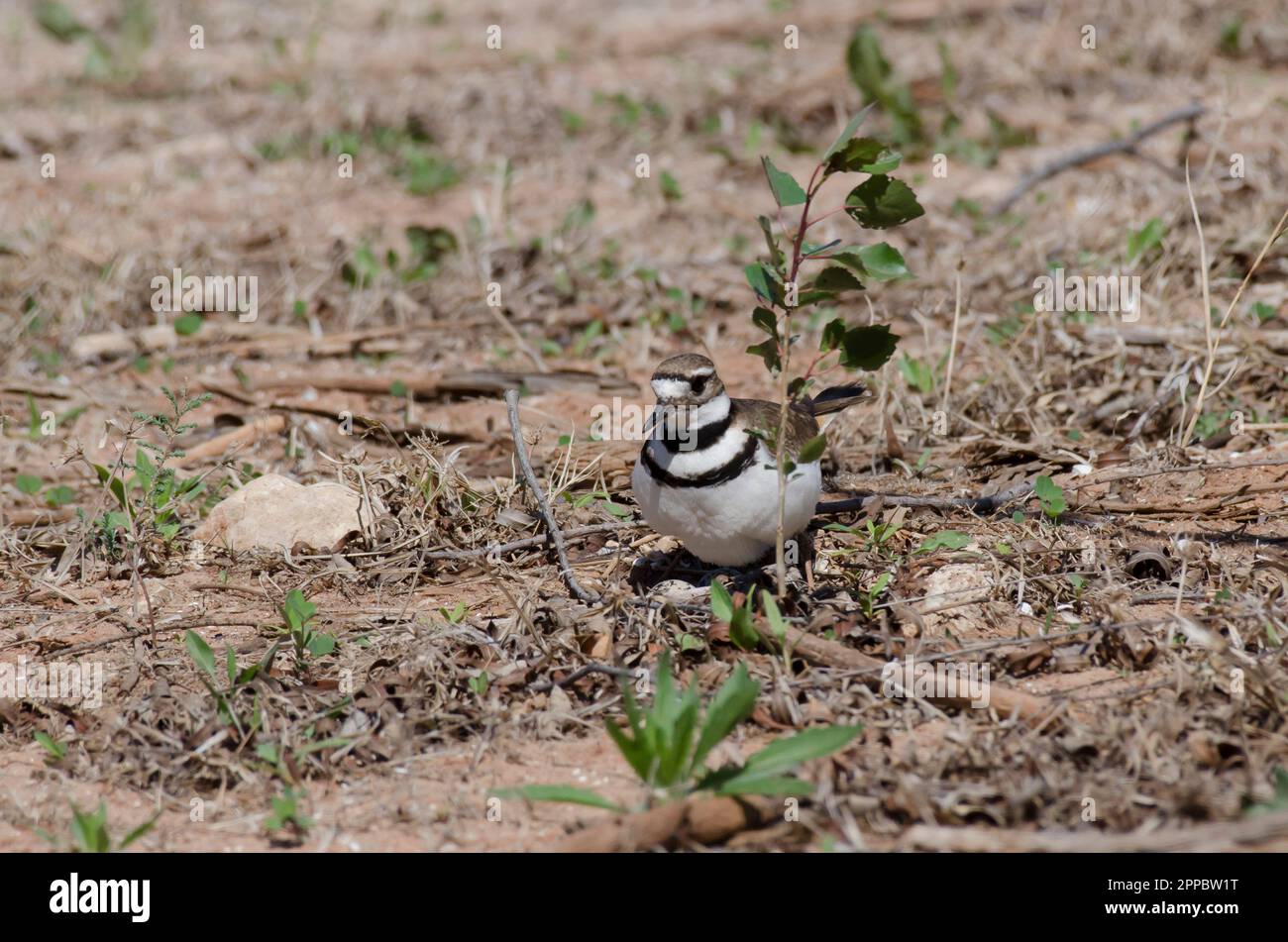 Killdeer, Charadrius vociferus, continuando a sedersi sul nido Foto Stock