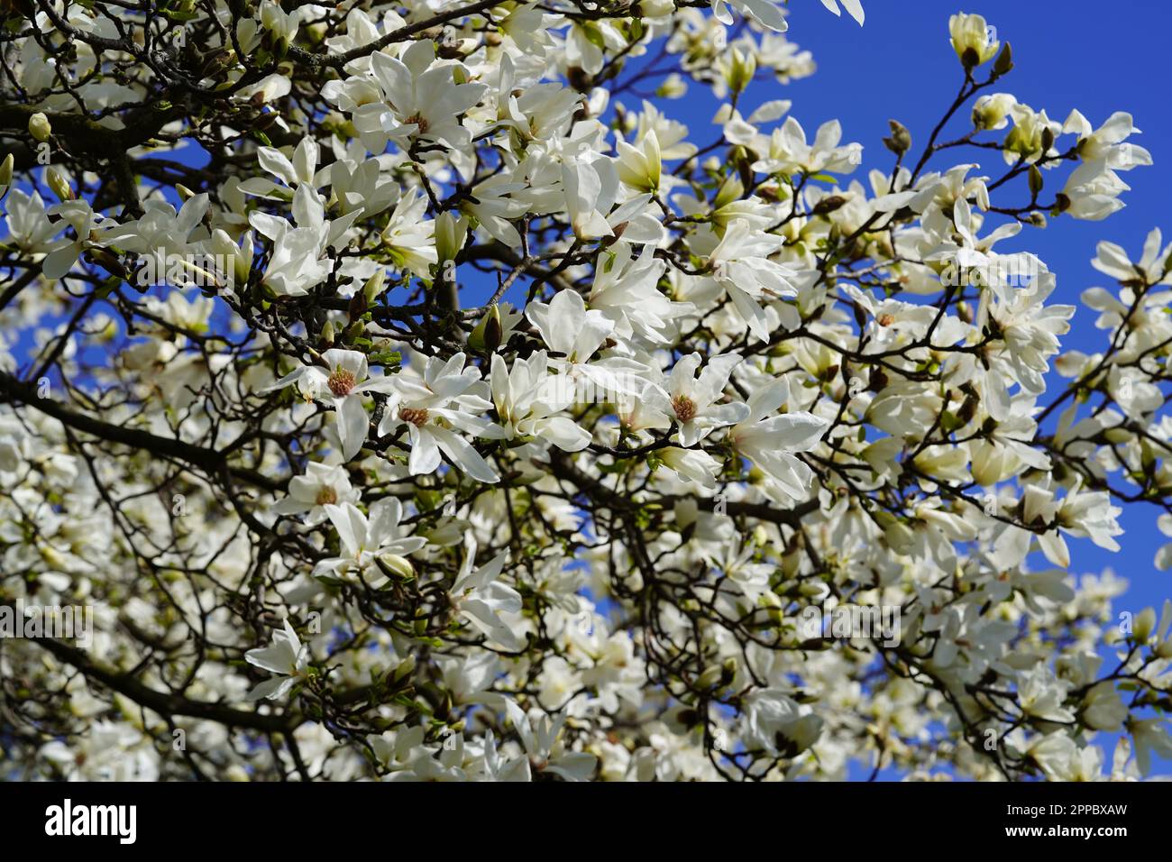 Magnolia, Dresda, Germania. Foto Stock