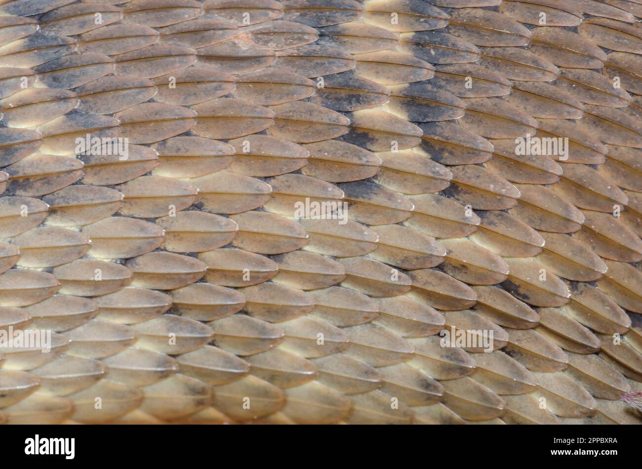 Serpente d'acqua dalle ventre semplici, eritrogastro di Nerodia, motivo in scala Foto Stock