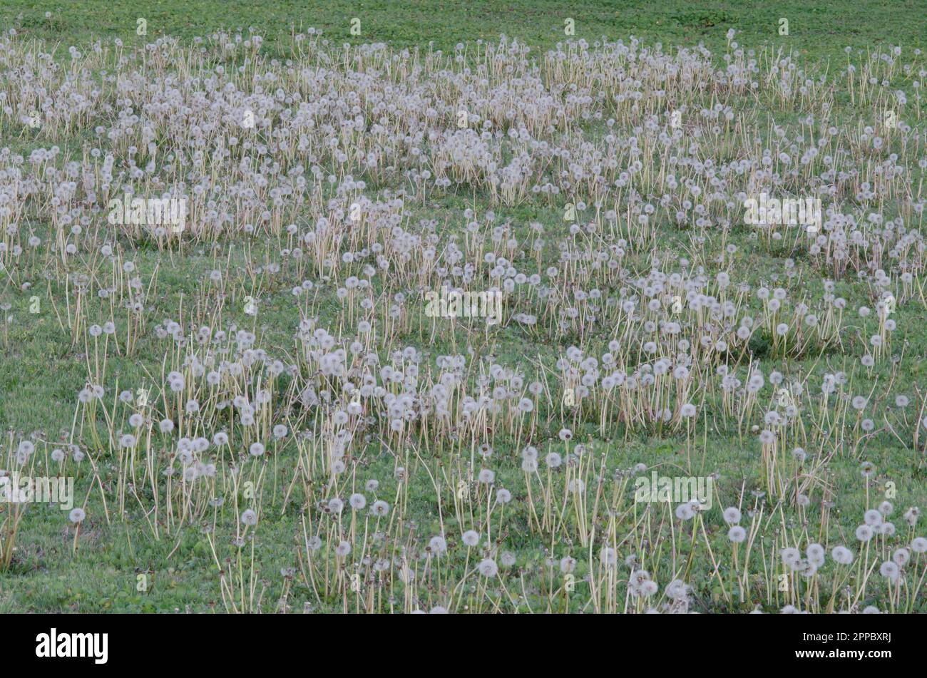 Dente di leone comune, Taraxacum officinale, teste fruttanti Foto Stock