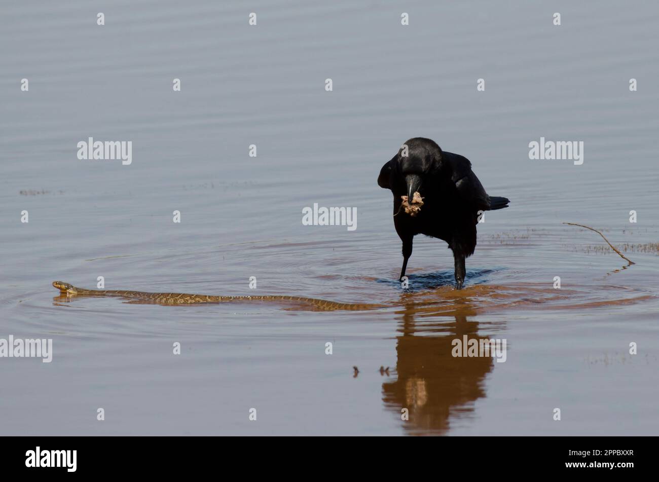 American Crow, Corvus brachyrhynchos, con bocconcini alimentari e molestare un serpente d'acqua dalla pancia piana, Nerodia erythergaster Foto Stock