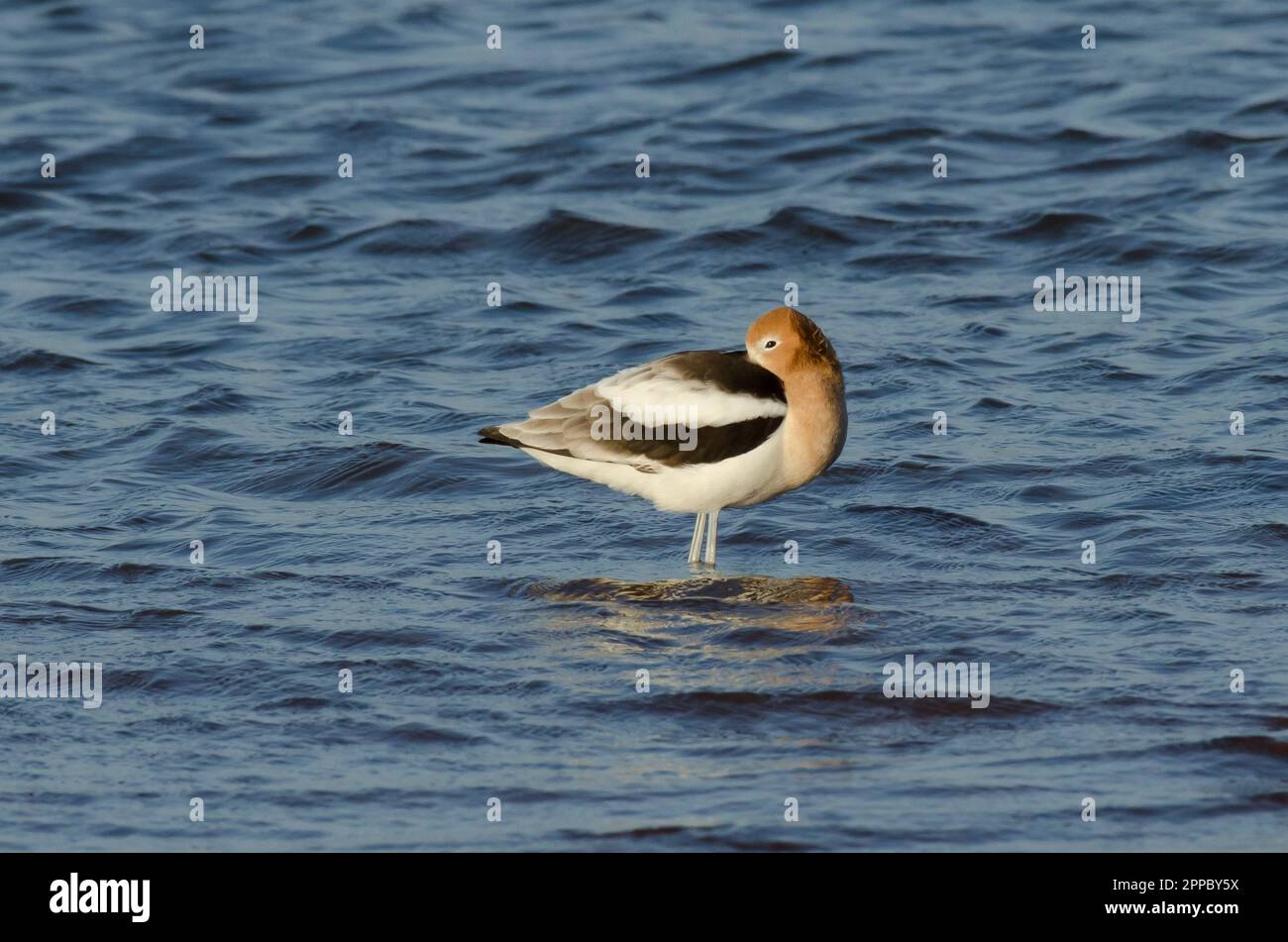 American Avocet, Recurvirostra americana Foto Stock