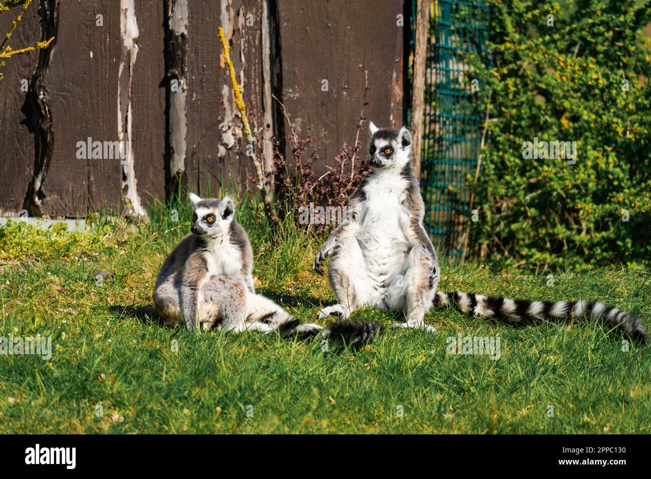 Due lemuri dalla coda ad anello che si godono il sole Foto Stock
