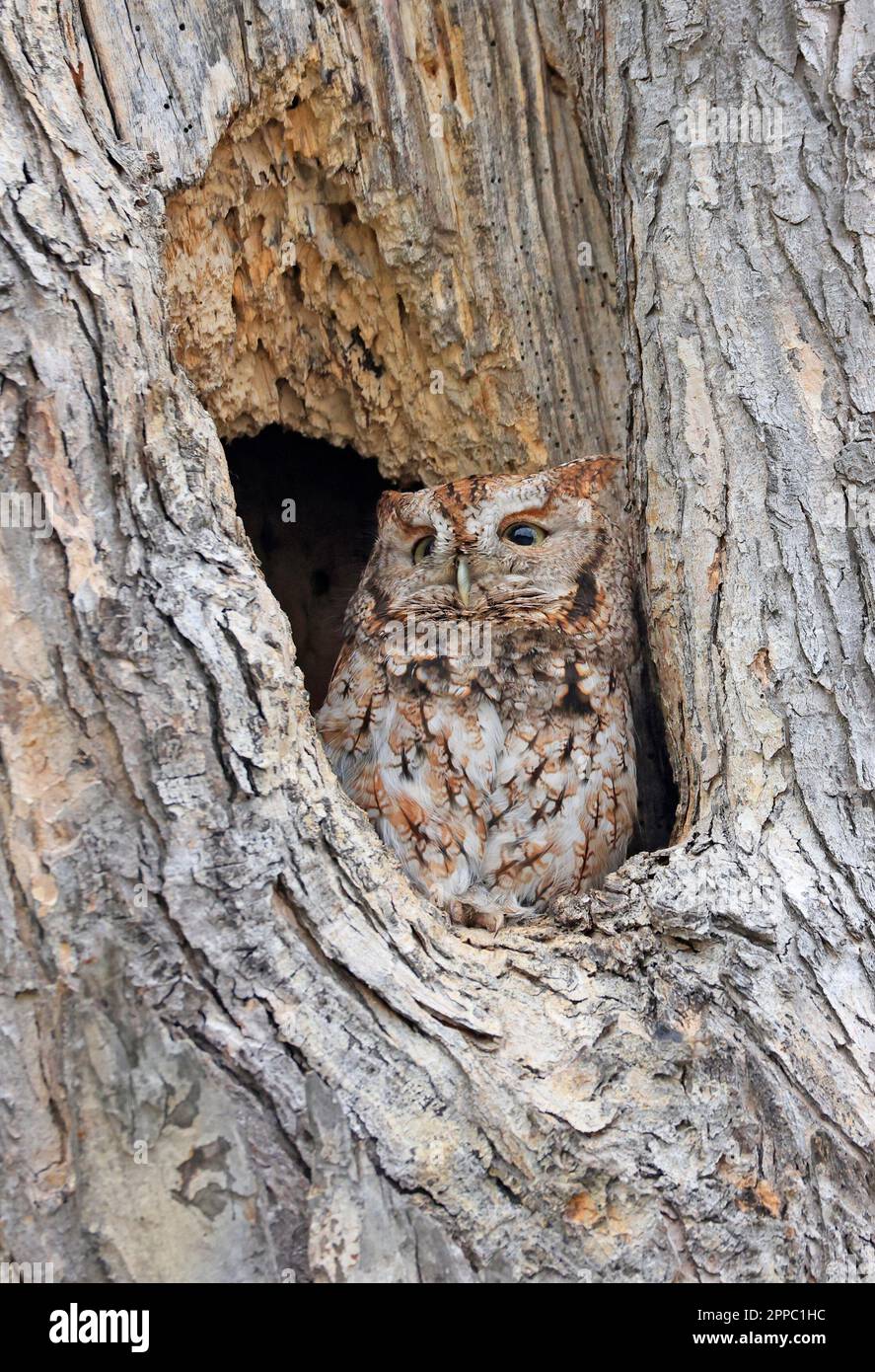 Eastern Screech-Owl seduto in un tree gouge, Canada Foto Stock
