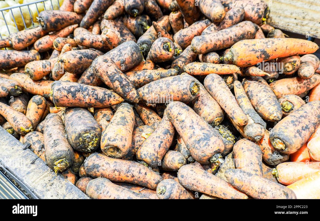 Vendita di carote biologiche fresche e sporche presso il superstore della catena Foto Stock
