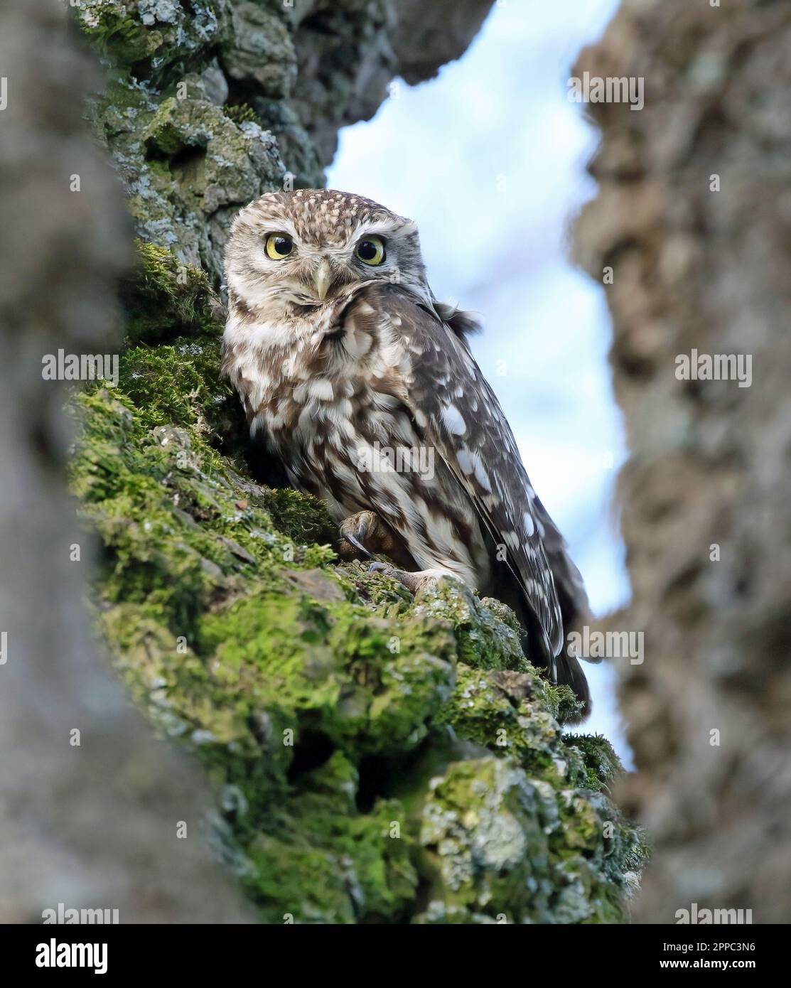 Un piccolo gufo (Athene Noctua) che si eruttava in un albero. Foto Stock