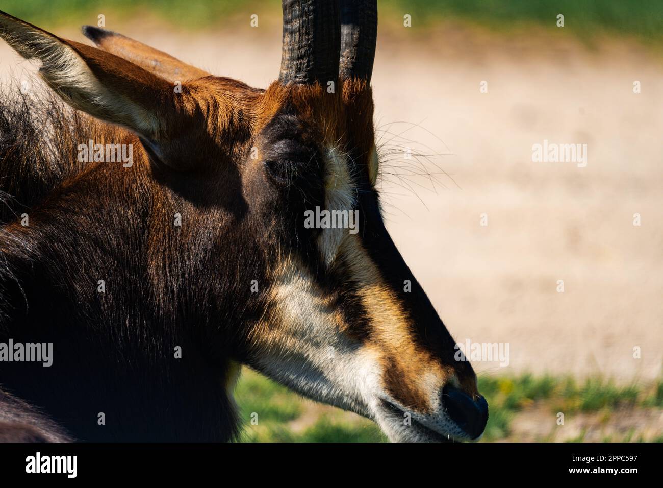Primo piano dell'antilope (niger Hippogrus) in una giornata di sole Foto Stock