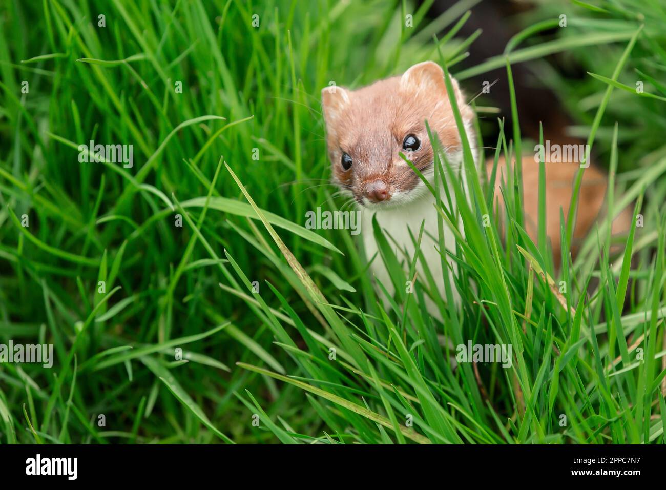 Stoat in Springtime, Nome scientifico: Mustela erminea, fronte e caccia in habitat erboso naturale. Concetto: Fauna selvatica britannica. Primo piano. SP Foto Stock