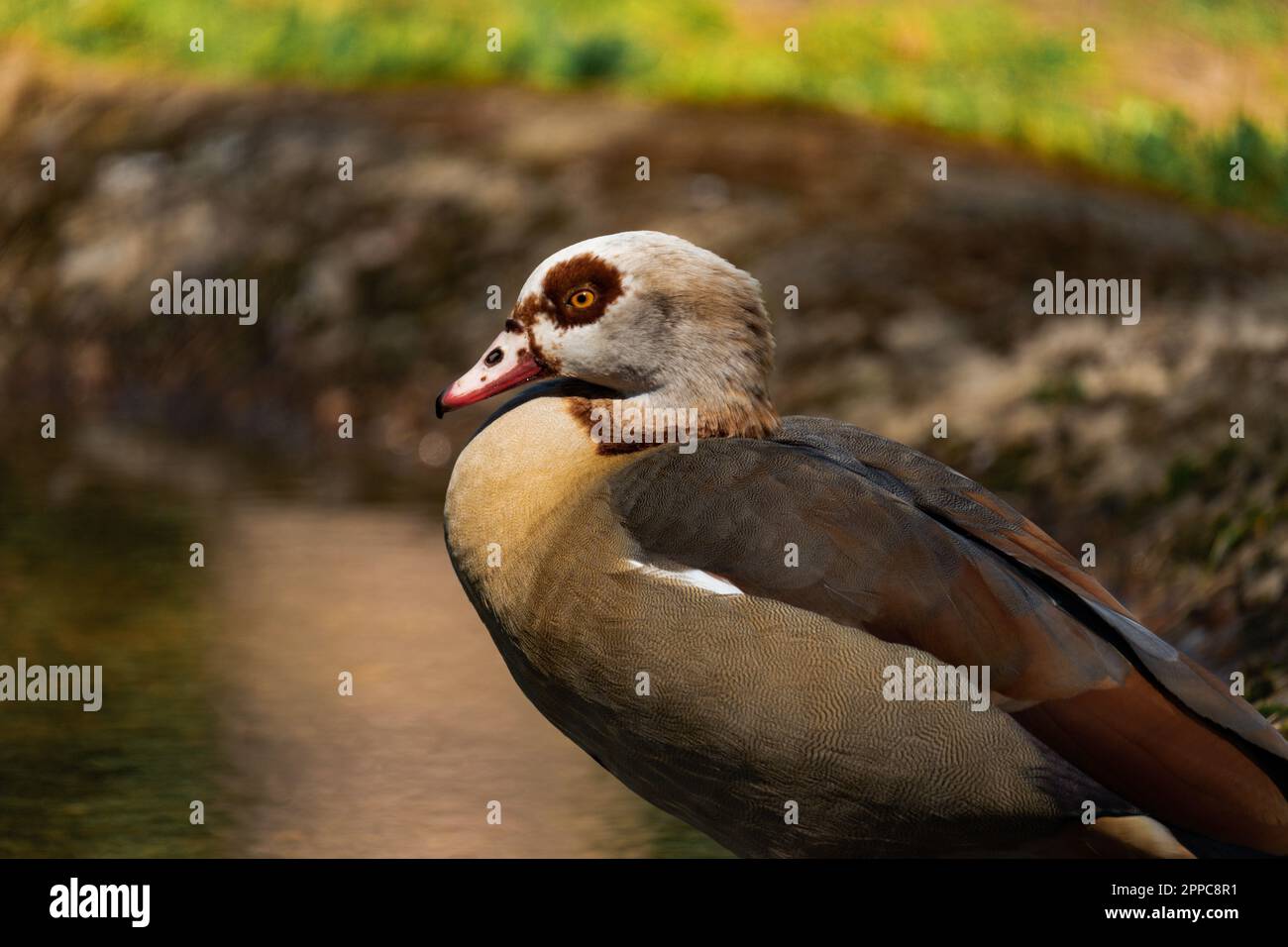 Oca egiziana godendo il sole in un lago, primo piano Foto Stock