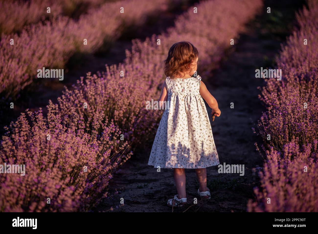 Bambina in abito floreale si erge con la schiena in campo di lavanda viola tra le file al tramonto. Bambino faceless del bambino del toddler hanno divertimento sulla camminata nei countrys Foto Stock