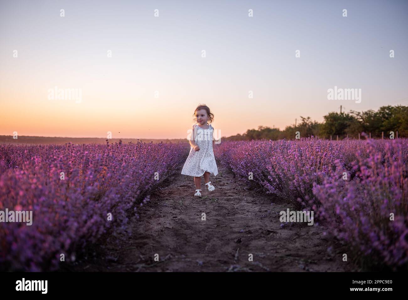 La bambina in vestito di fiore corre attraverso il campo di lavanda viola tra le file al tramonto. I bambini più piccoli si divertono a passeggiare in campagna. Allergia Foto Stock