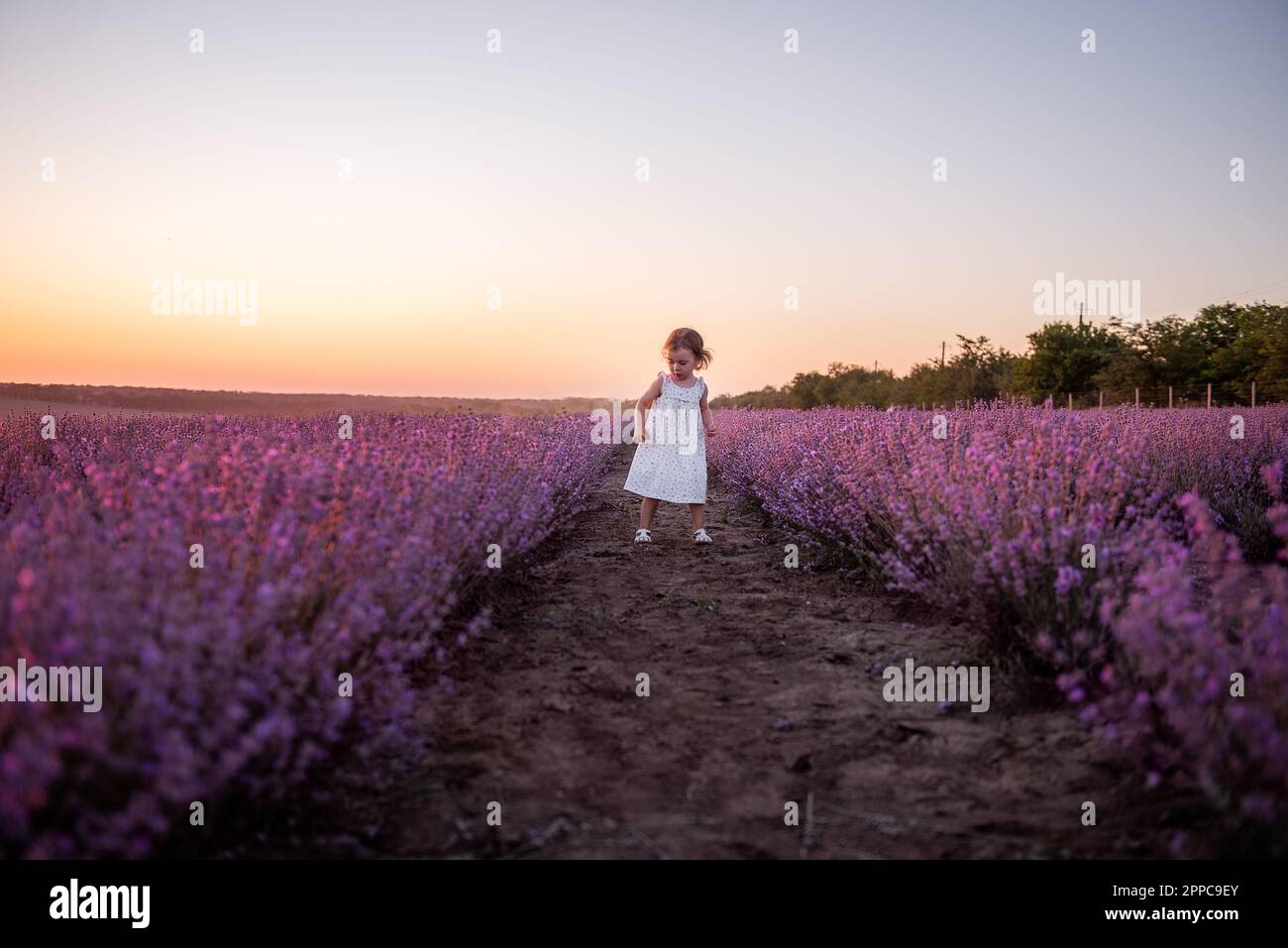 La bambina in vestito di fiore corre attraverso il campo di lavanda viola tra le file al tramonto. I bambini più piccoli si divertono a passeggiare in campagna. Allergia Foto Stock