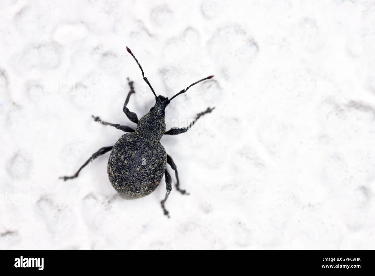 Otiorhynchus (a volte Otiorrhynchus) sulla parete Curculionidae. Molti di loro e.i. il weevil nero della vite (sulcatus) o il weevil della radice della fragola. Foto Stock