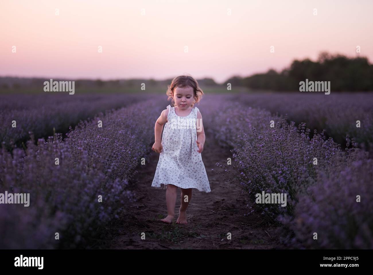 La bambina in vestito di fiore corre a piedi nudi attraverso il campo di lavanda viola tra le file al tramonto. I bambini più piccoli si divertono a passeggiare in campagna. Foto Stock