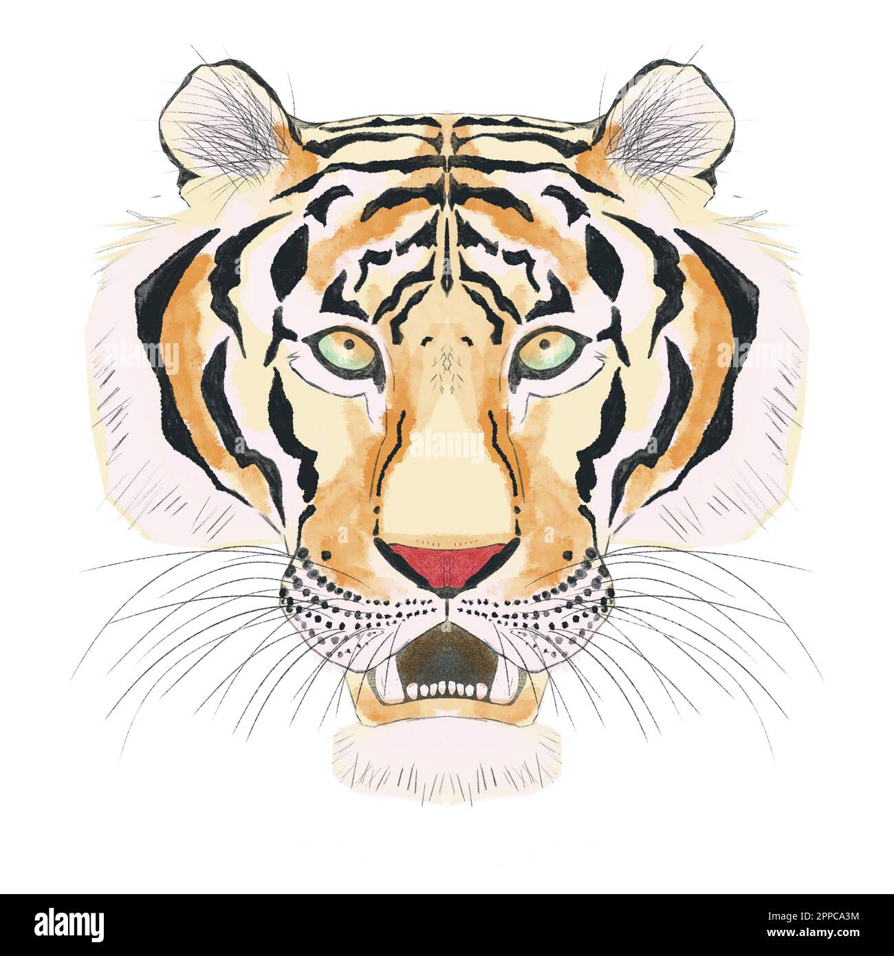 Illustrazione digitale della testa della tigre su sfondo bianco. Tratti di acquerello. Animali oroscopi cinesi Foto Stock
