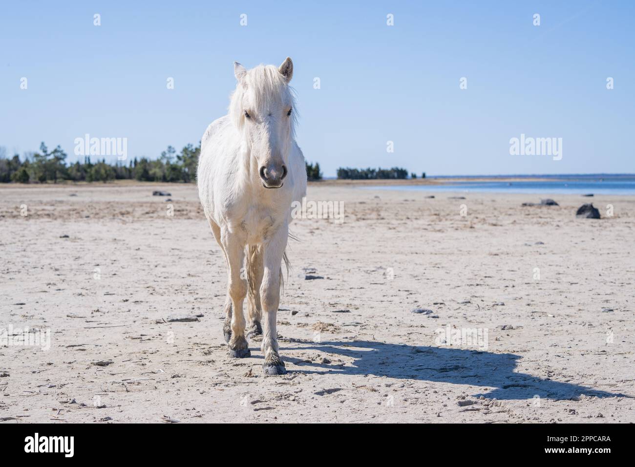 Cavallo nativo estone bianco (estone Klepper) a piedi sulla costa della baia. Foto Stock