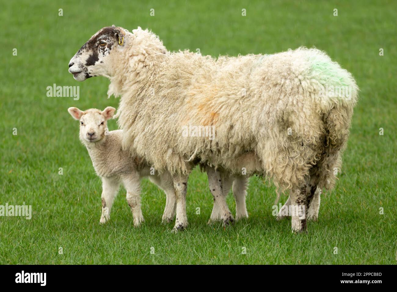 Swaledale mulo pecora con il suo carino agnello guardando la macchina fotografica e si trovava in un prato verde. Concetto: L'amore di una madre. Pulito, sfondo verde wi Foto Stock