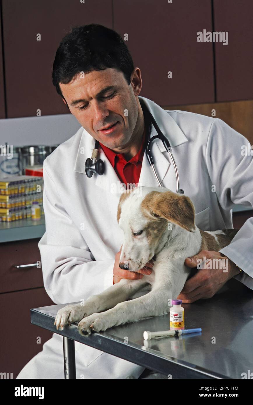 Veterinario caucasico che esamina un cane di razza mista Foto Stock