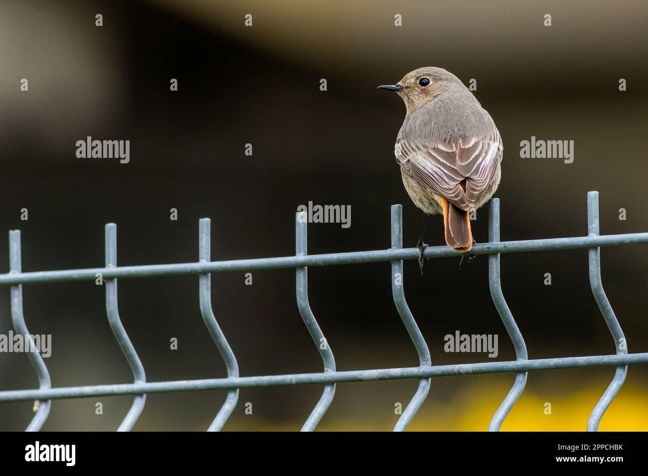 Il redstart, un piccolo songbird appollaiato su una recinzione metallica grigia. Sfondo scuro sfocato. Foto Stock