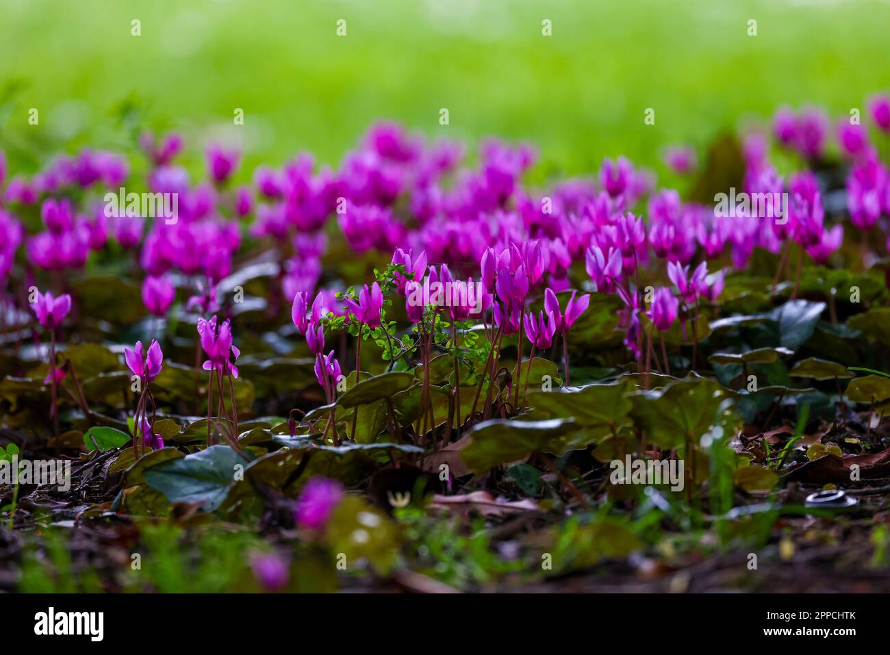 Fiori di ciclamino rosa 'ciclamino persicum' che crescono su terreno sotto luce e ombra appiccicate. Dublino, Irlanda Foto Stock