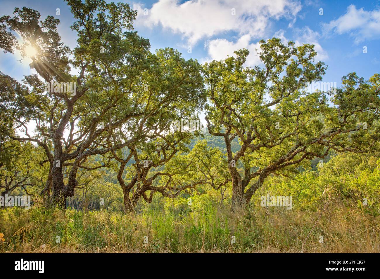 Paesaggio con vecchi alberi di sughero in un prato natura selvaggia. Foresta mediterranea di querce da sughero con nuvole e cielo blu nella Corsica meridionale, Francia Foto Stock