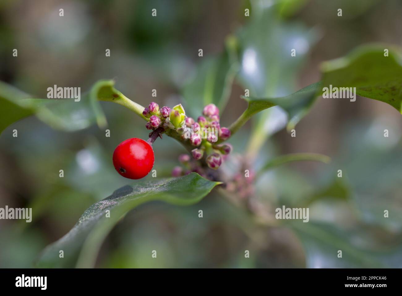 American Holly Ilex opaca con bacche rosse. Foto di alta qualità Foto Stock