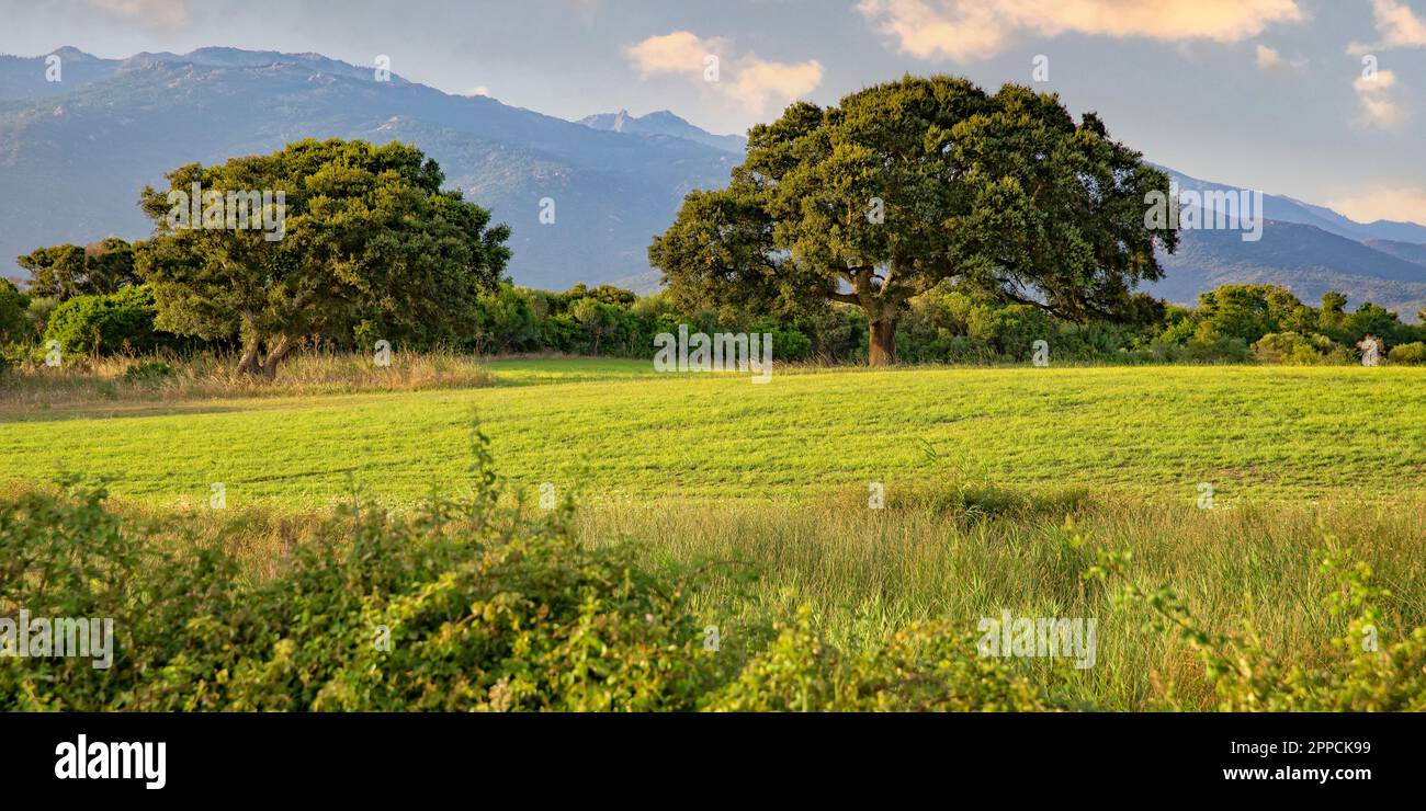 Paesaggio con due alberi di sughero in un prato verde. Paesaggio panoramico vicino a Figari Marina con due alberi di corco e montagne nel sud della Corsica, Francia Foto Stock