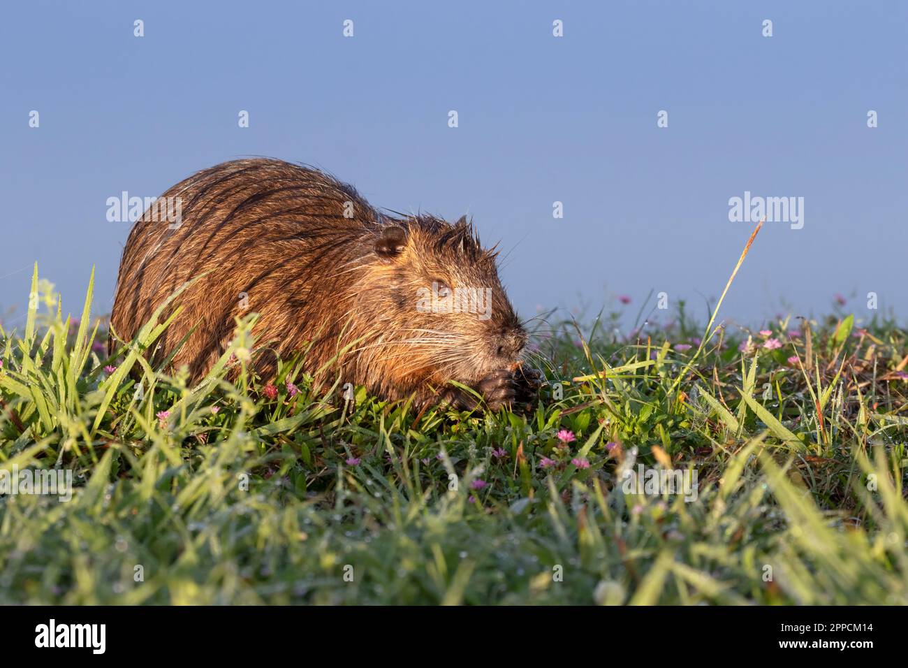 Nutrizione Nutria (Myocastor coypus) primo piano Foto Stock