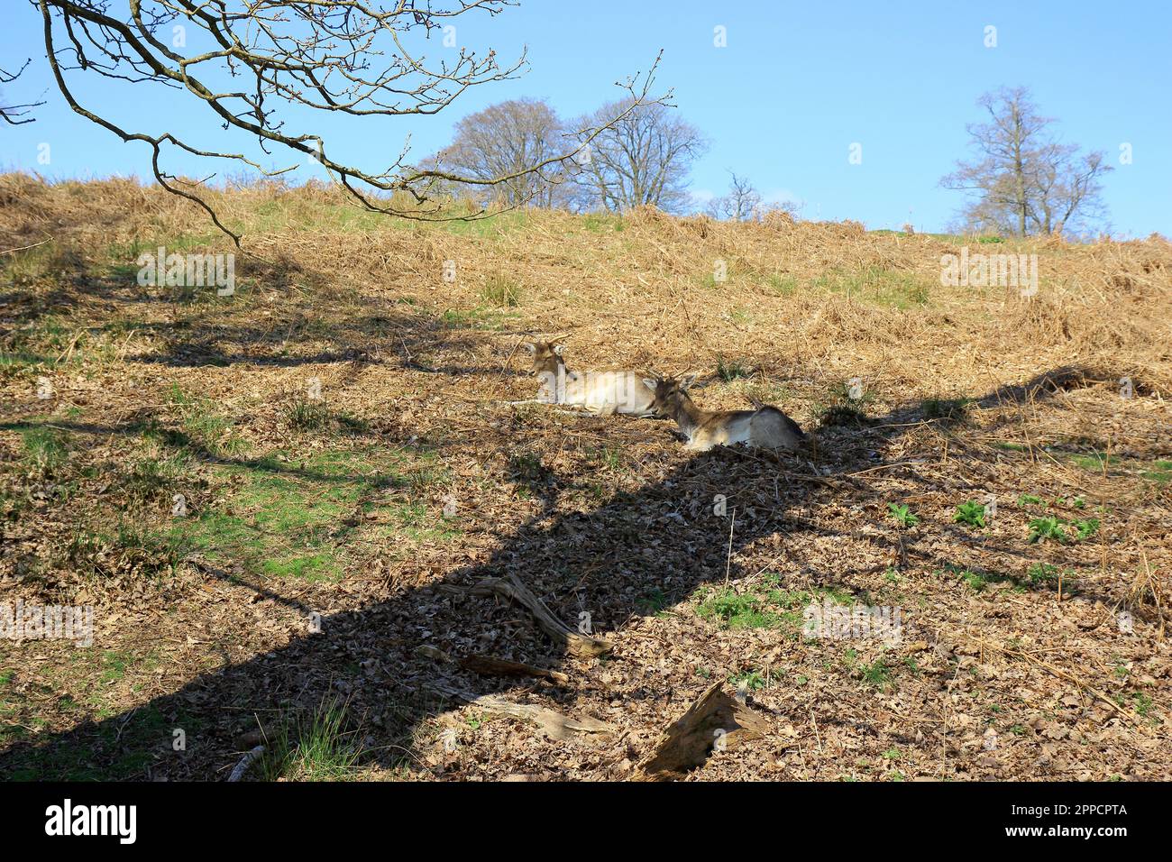 Due cervi all'ombra in una giornata di sole a Sevenoaks Foto Stock