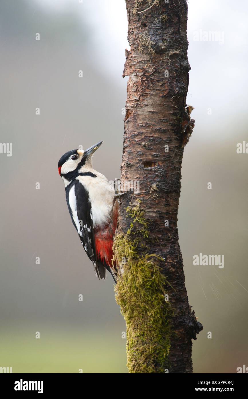 Grande picchio macchiato (Dendrocopus major) sul tronco di albero morto Foto Stock