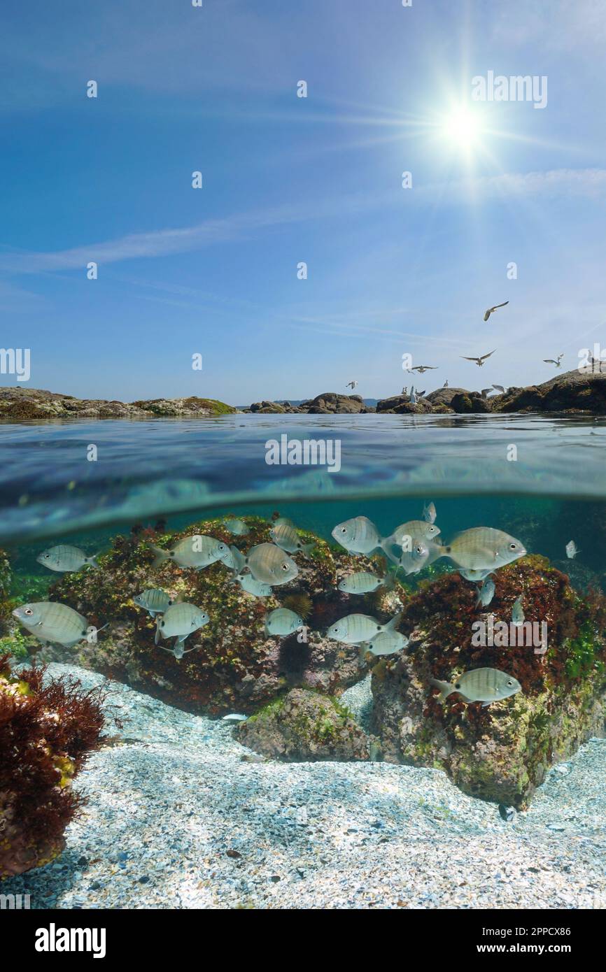 Giovane pesce bianco marino sott'acqua e rocce sulla riva del mare con il sole nel cielo, vista split sopra e sotto la superficie dell'acqua, oceano Atlantico, S Foto Stock