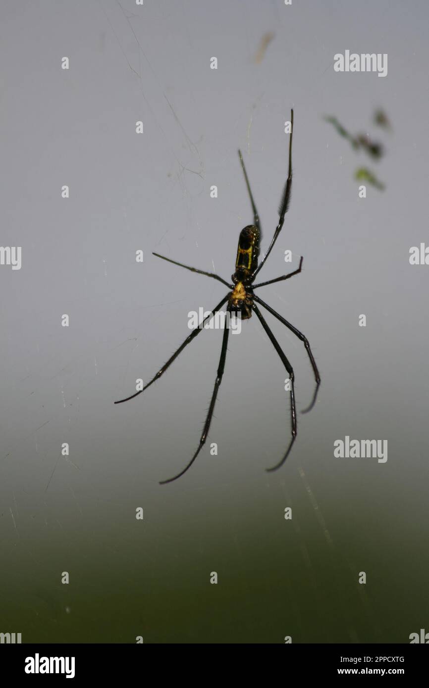 Spider è il nome generale dato ai membri dell'Ordine Araneae della classe Aracnidi dell'Ordine Aracnidi. Foto Stock