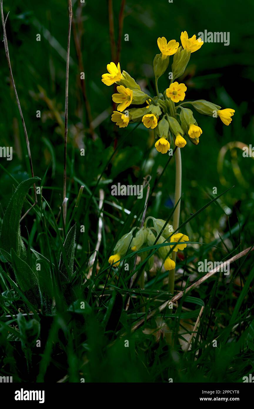 Cowslip Primula veris cresce sul campo di aviazione ancora attivo Little Snoring nel norfolk settentrionale, Regno Unito Foto Stock