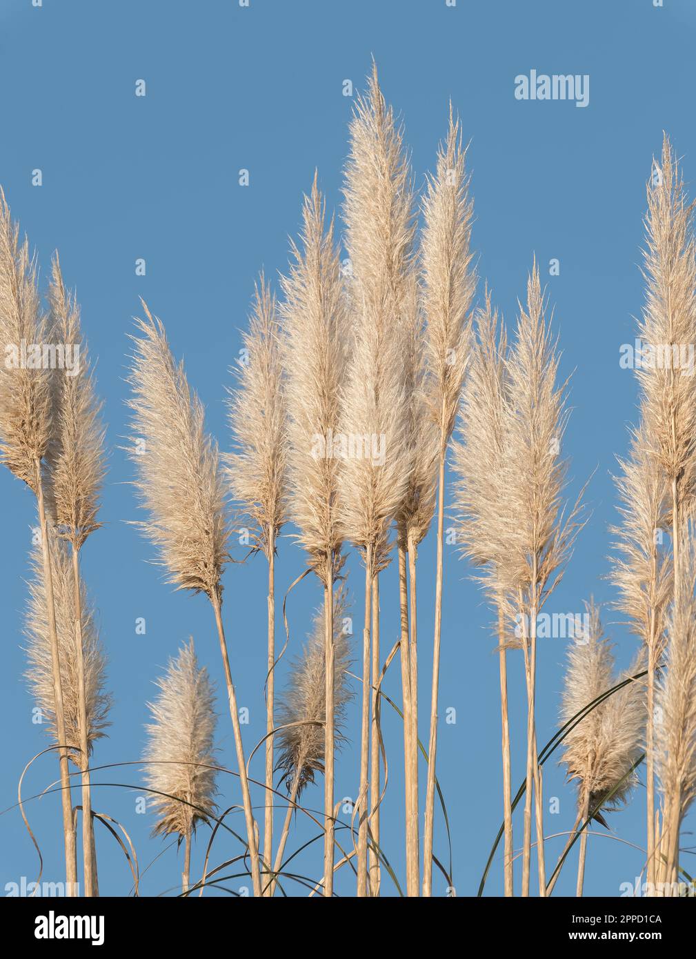 cortaderia selloana fiori con cielo blu all'aperto pampas erba pianta Foto Stock