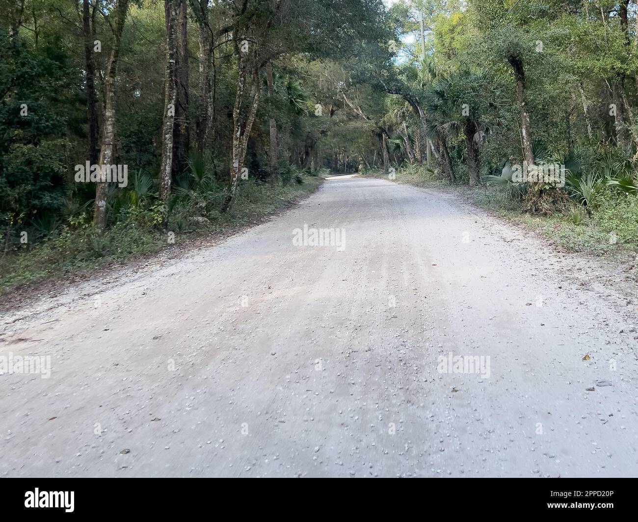 Il viaggio attraverso la più forest nel Parco Nazionale ecologico di Timucuan a Jacksonville, Florida. Foto Stock