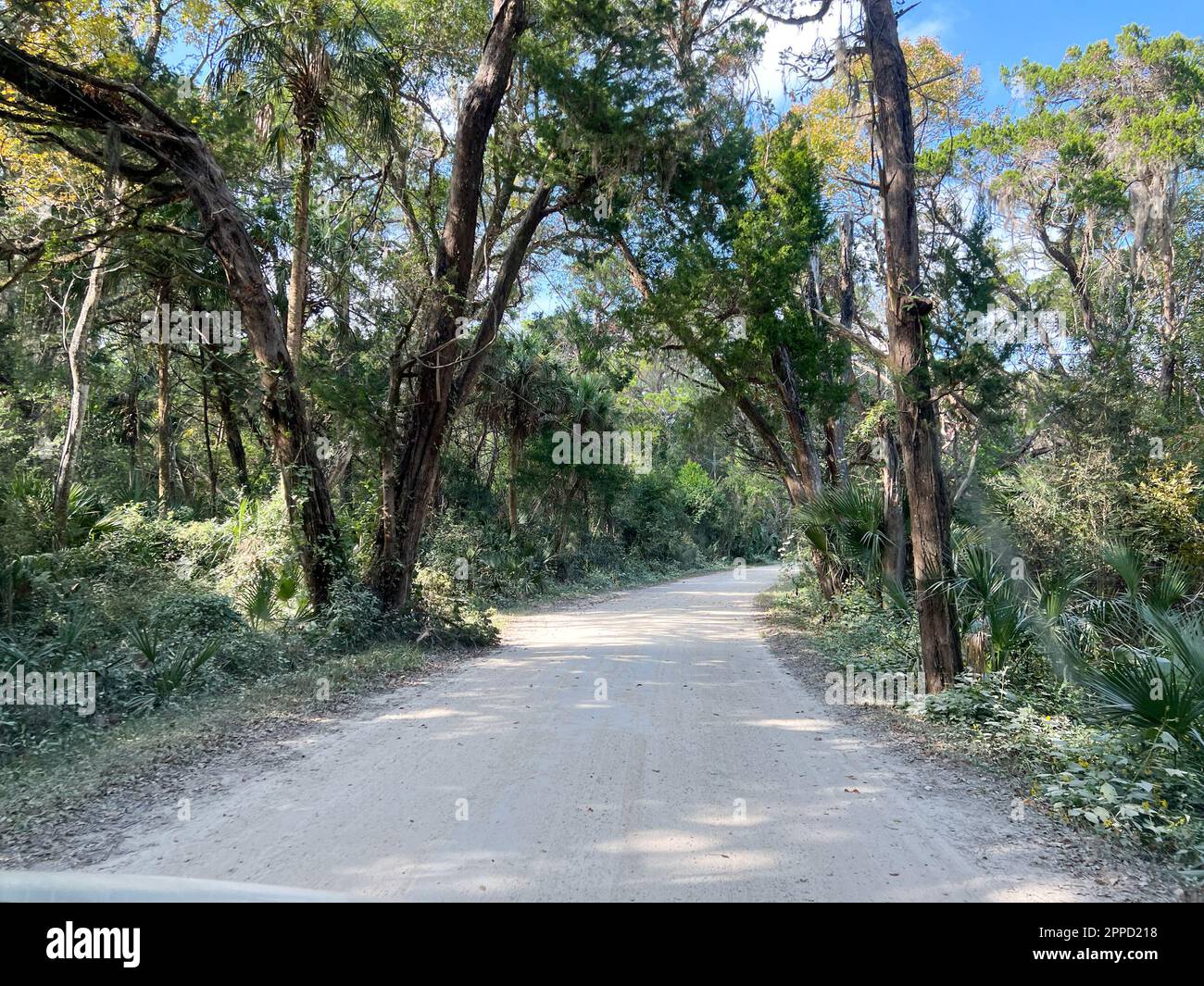 Il viaggio attraverso la più forest nel Parco Nazionale ecologico di Timucuan a Jacksonville, Florida. Foto Stock