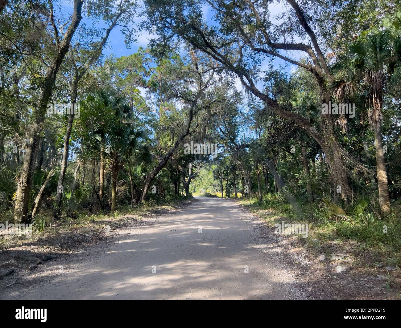 Il viaggio attraverso la più forest nel Parco Nazionale ecologico di Timucuan a Jacksonville, Florida. Foto Stock