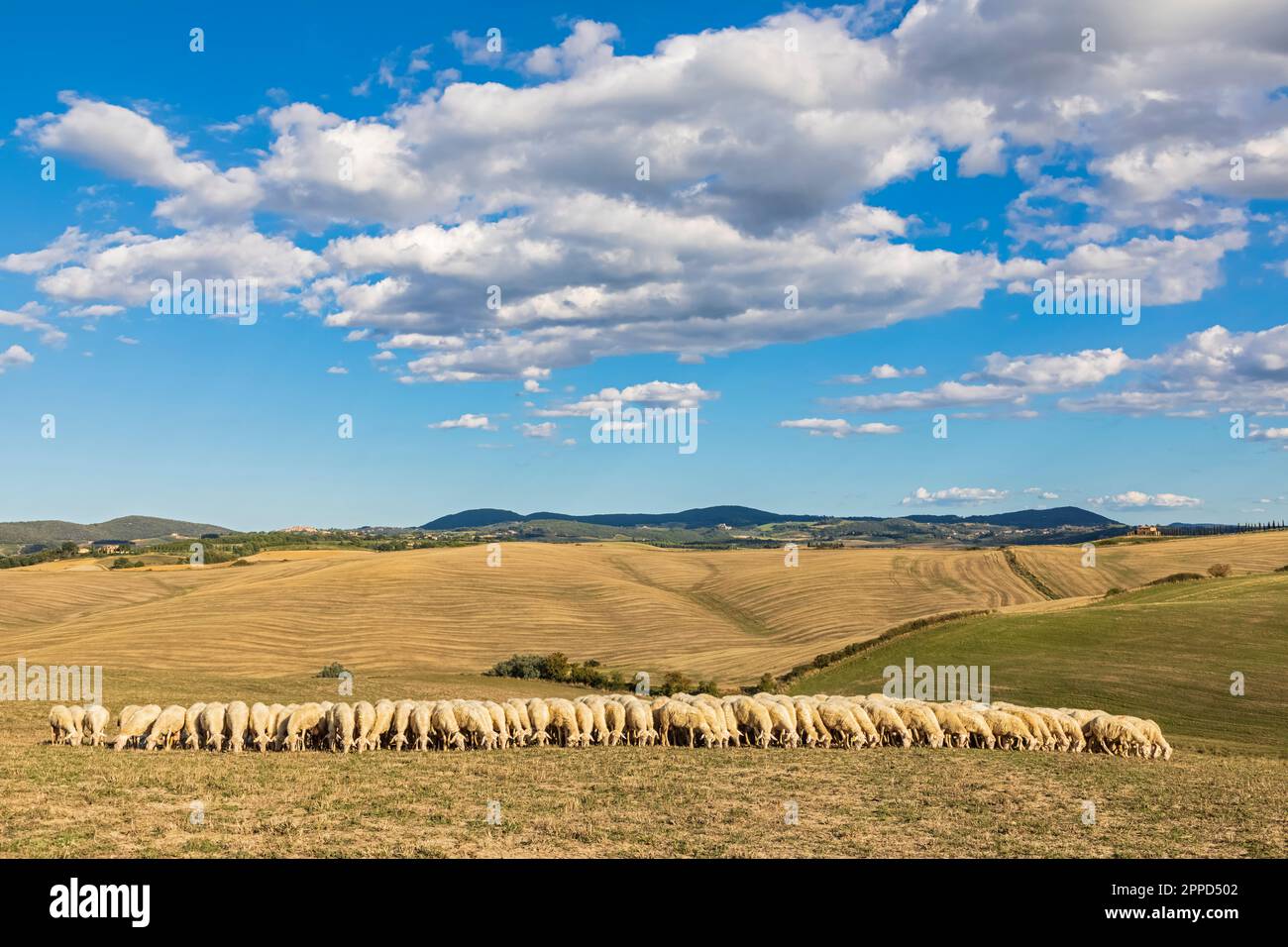 Italia, Toscana, Nubi sul gregge di pecore che pascolano in Val d'Orcia Foto Stock