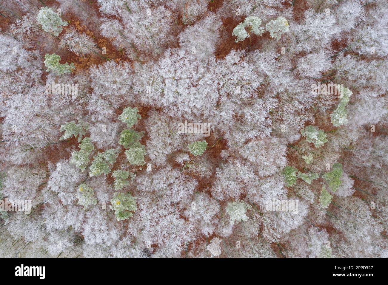 Veduta aerea della foresta di Steigerwald Foto Stock