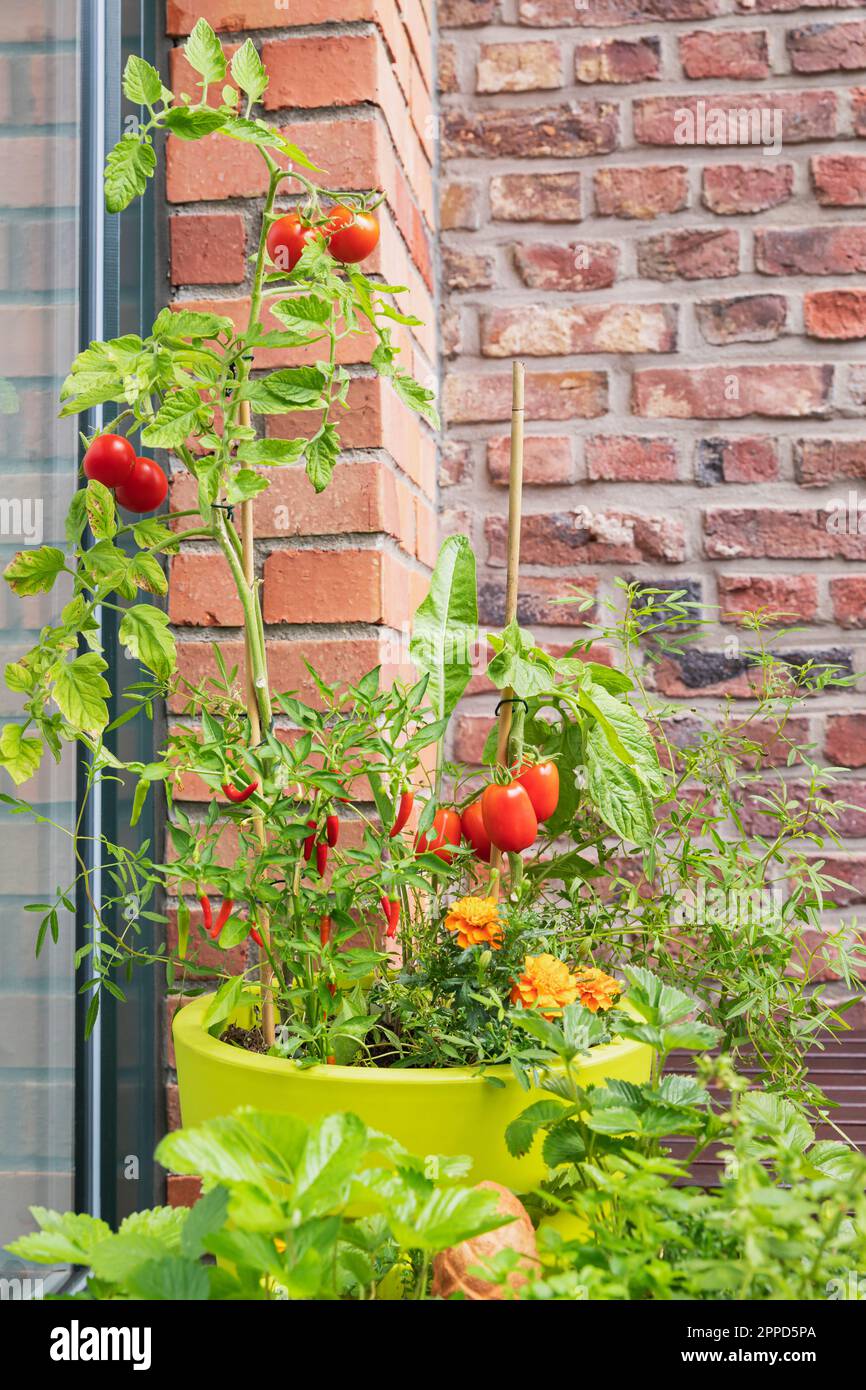 Pomodori, peperoncini rossi e marigolds coltivati nel giardino del balcone Foto Stock