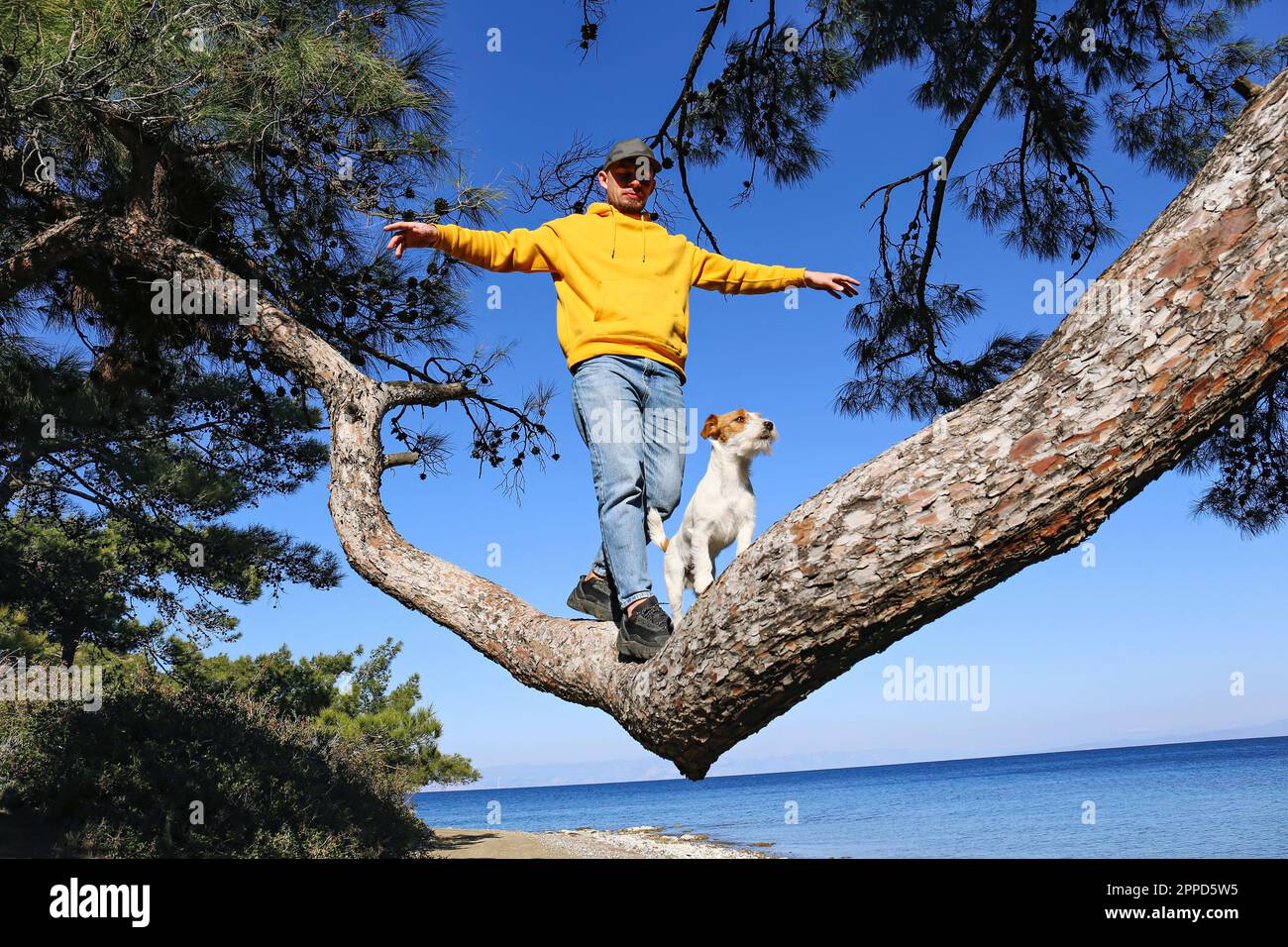 Uomo in equilibrio con cane su ramo d'albero al mare Foto Stock