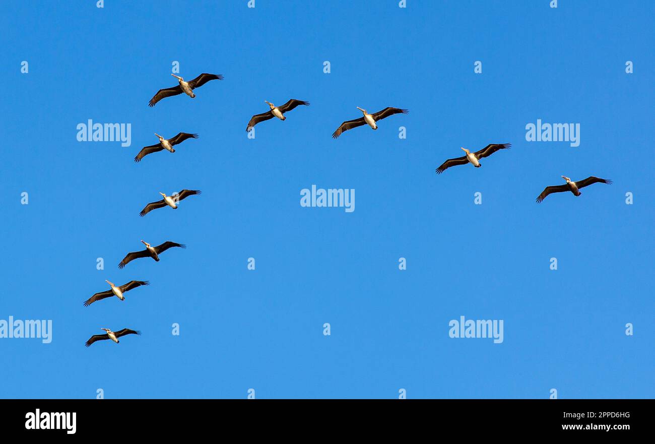 Un baccello di pellicani marroni (Pelecanus occidentalis) che volano in una formazione a V sopra Dana Point, California. Foto Stock