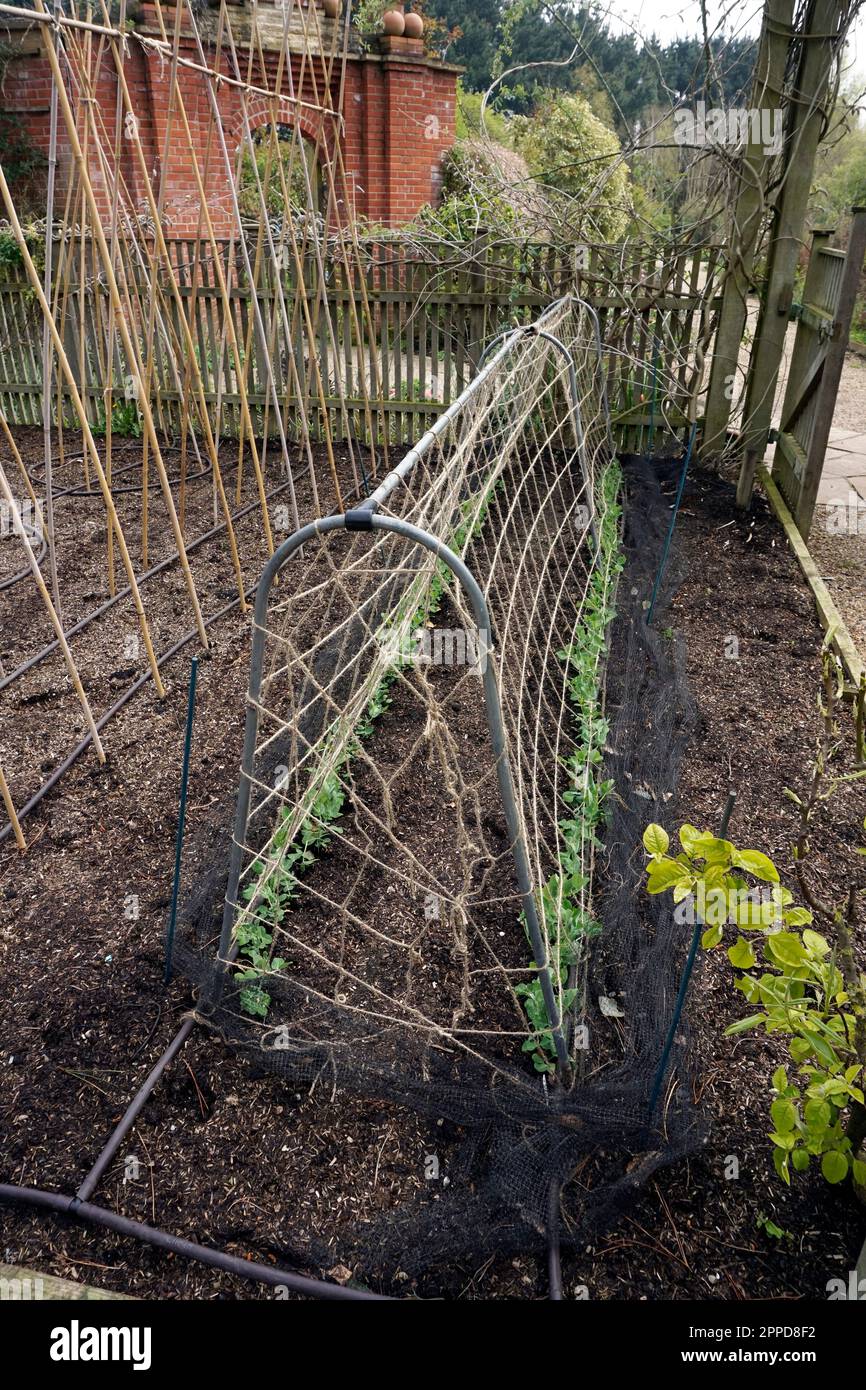 piselli da giardino e supporti di fagiolo con tubo di scappamento norfolk inghilterra Foto Stock